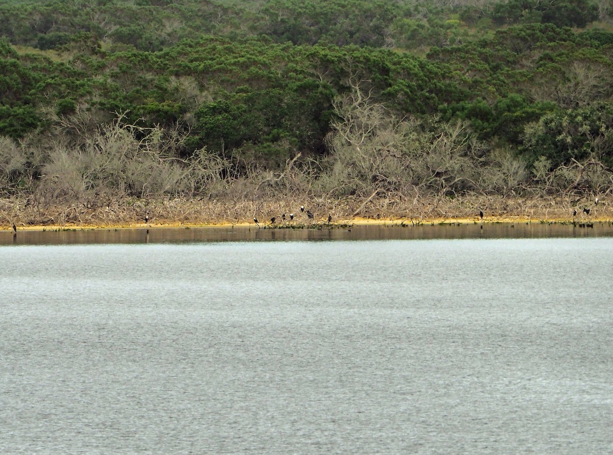 kormorán dlouhoocasý - ML645565745