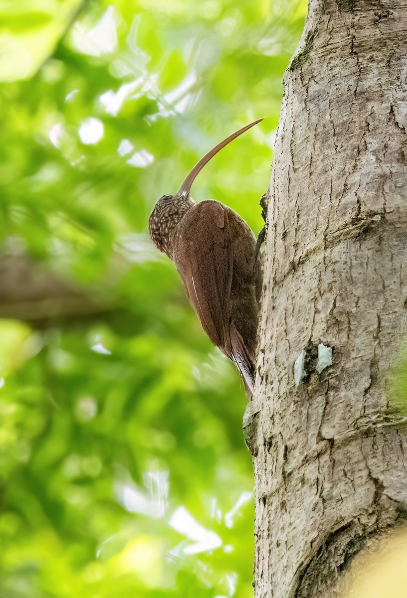Red-billed Scythebill - ML645565746