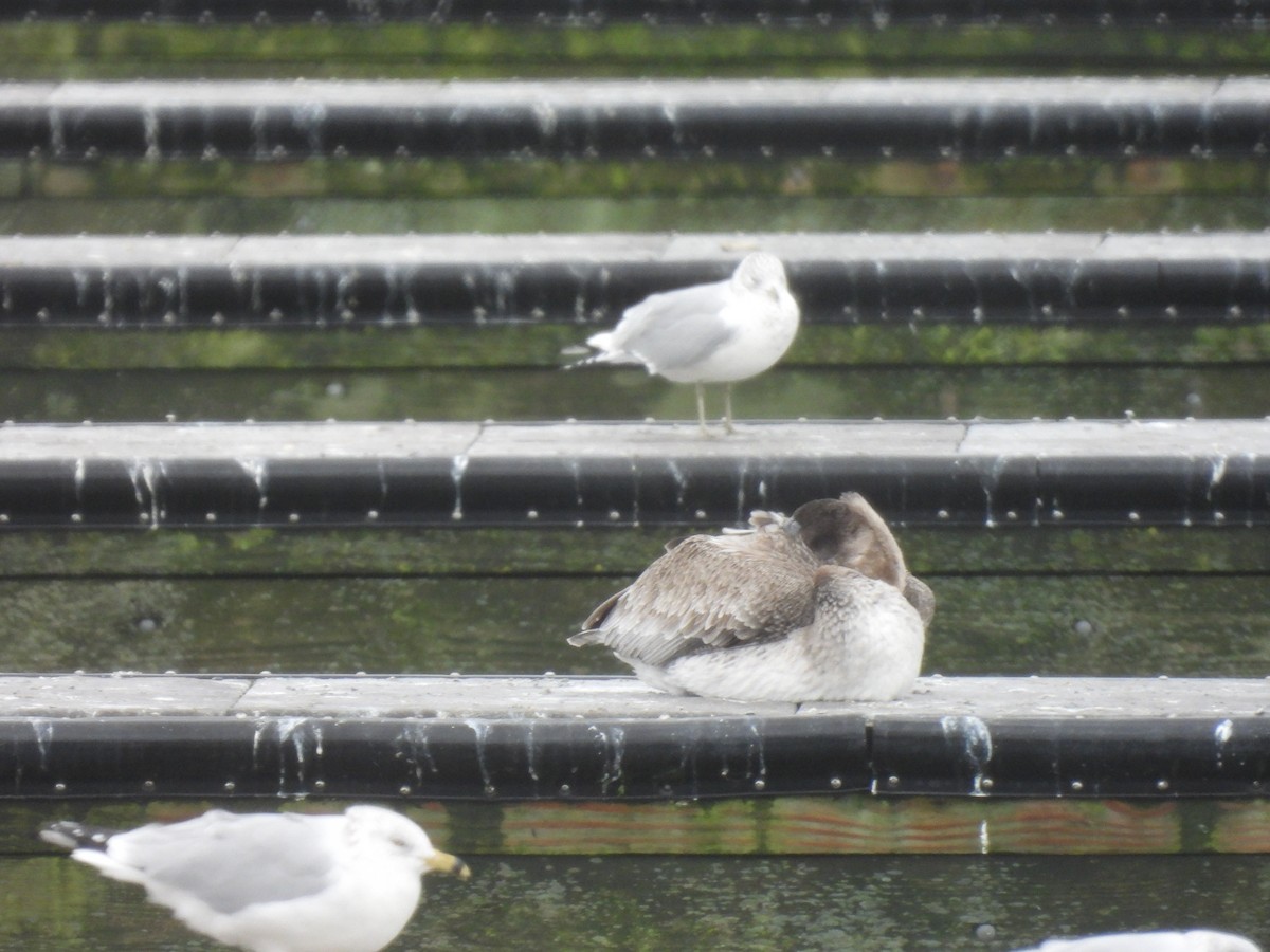 Brown Pelican - ML645565765