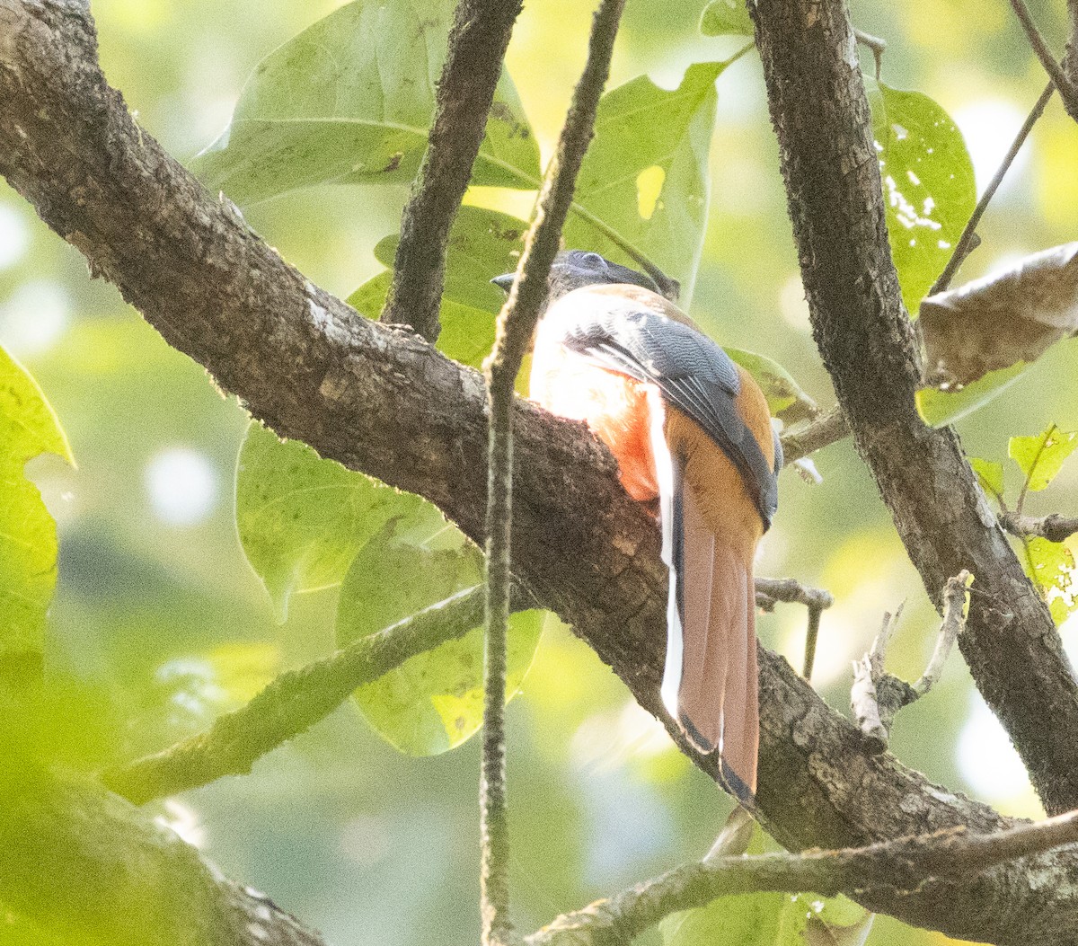 Malabar Trogon - ML645565769