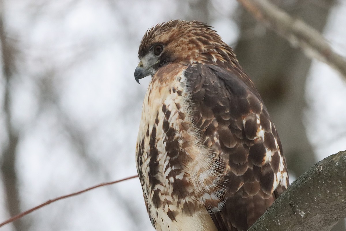 Red-tailed Hawk - ML645565772