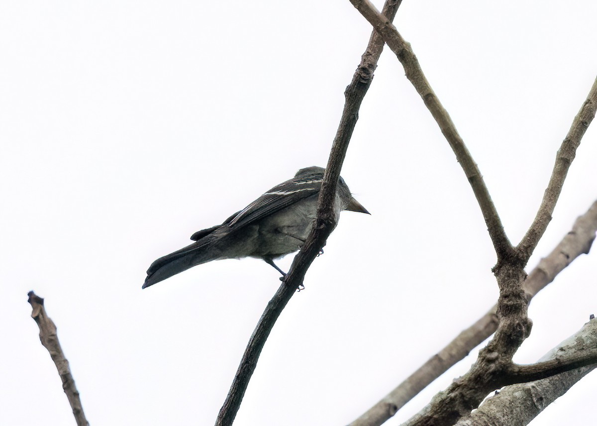 Eastern Wood-Pewee - ML645565778