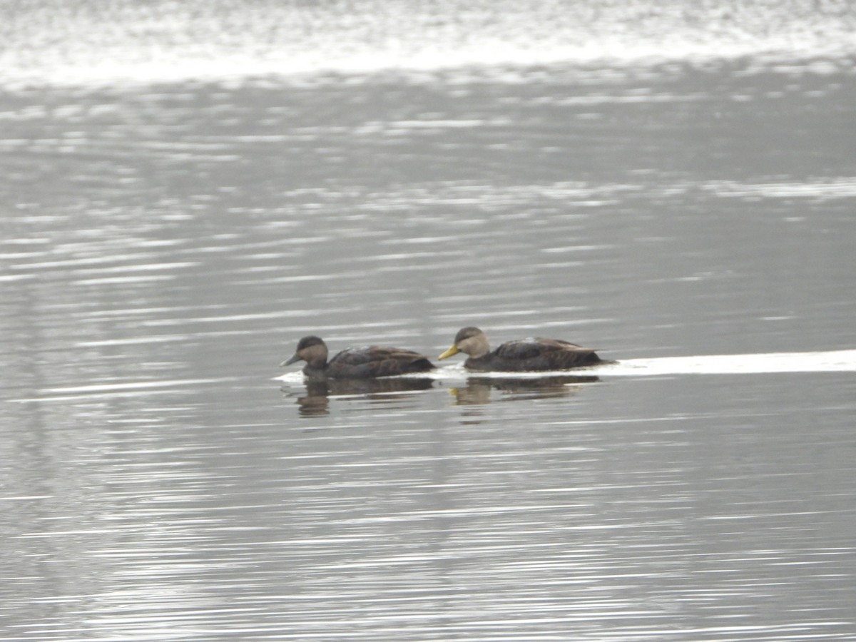 American Black Duck - ML645565785
