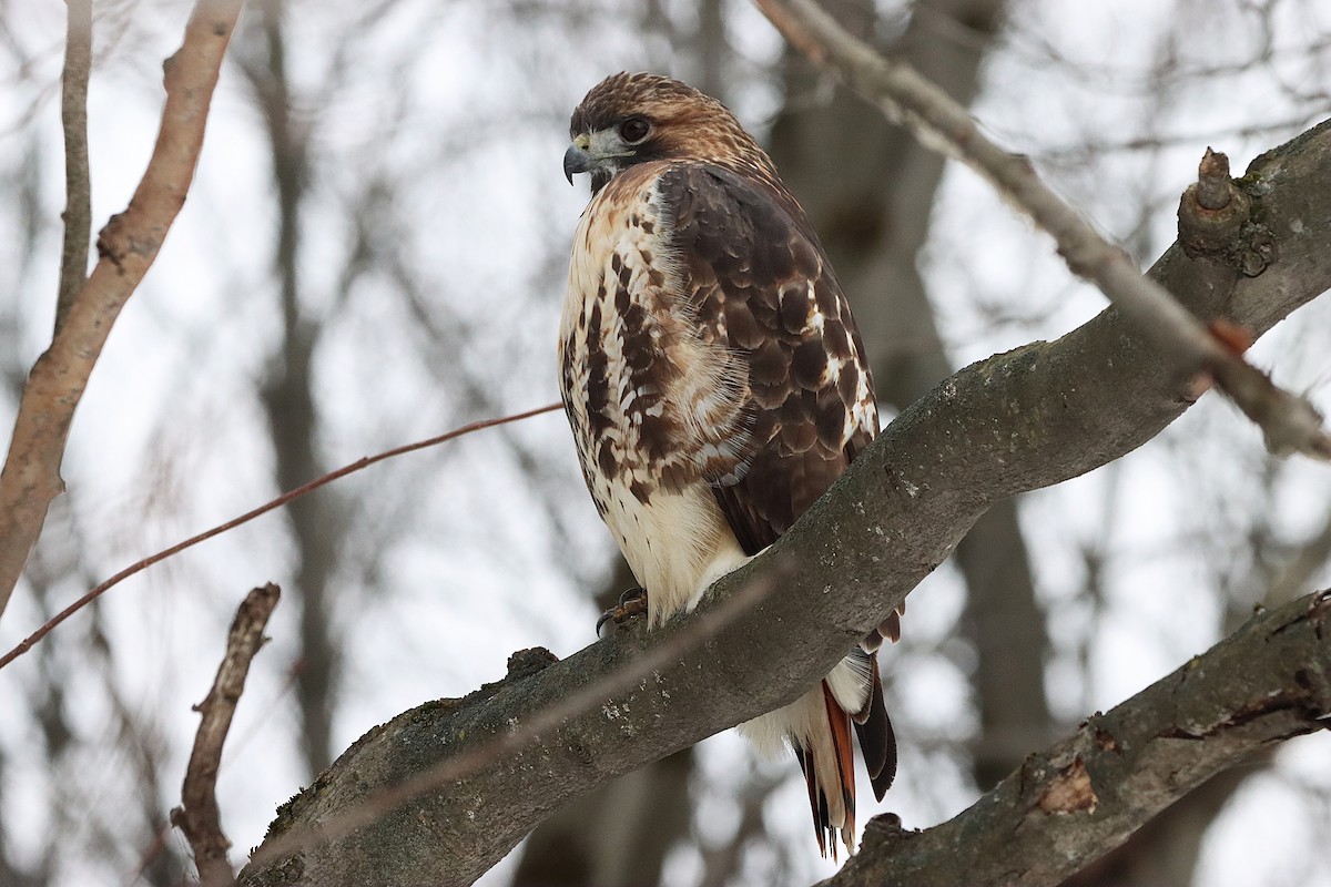 Red-tailed Hawk - ML645565788