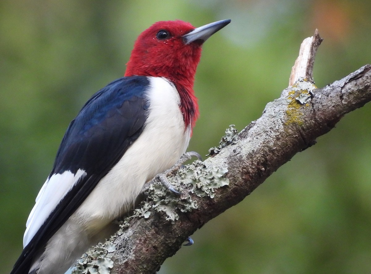 Red-headed Woodpecker - ML645565794