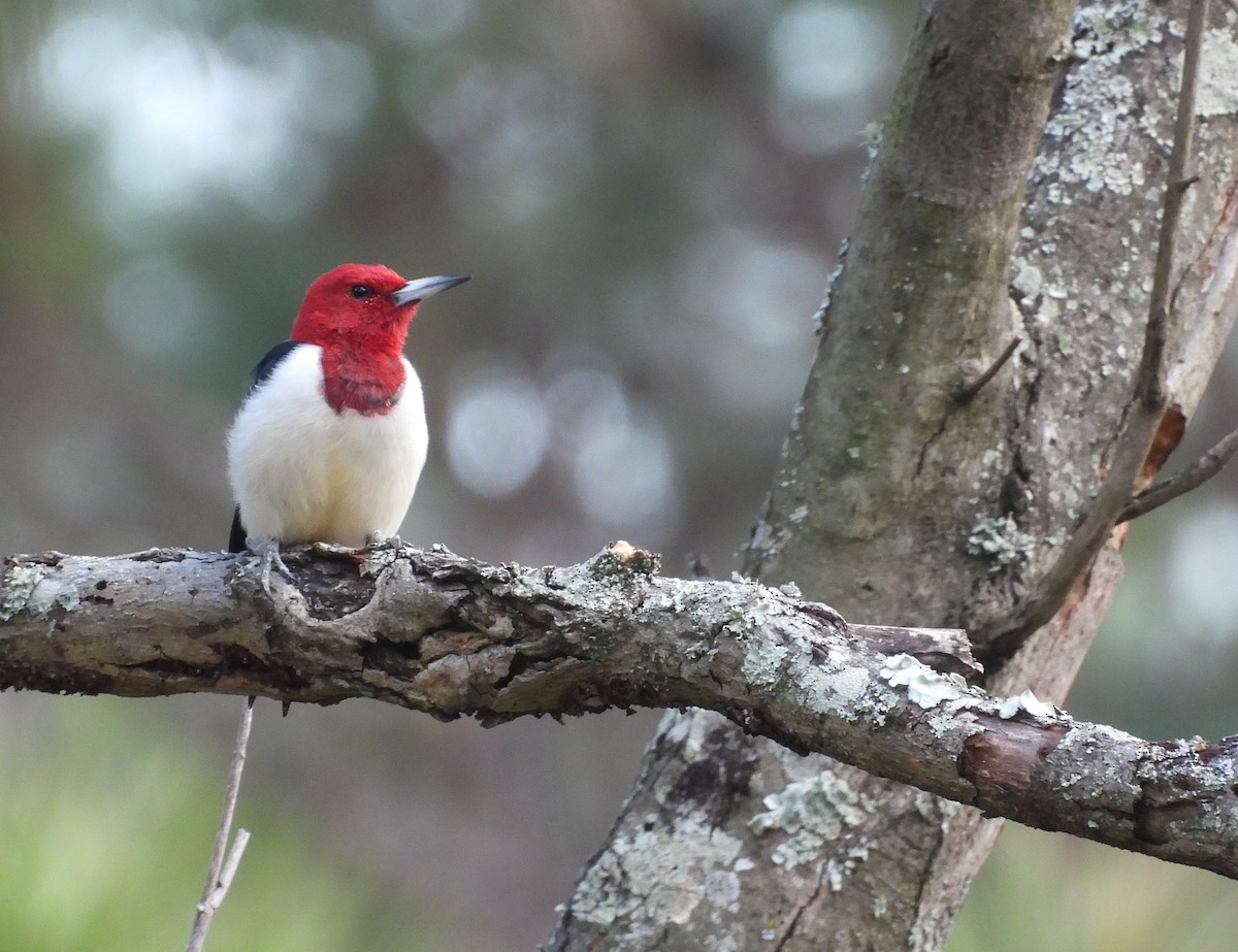 Red-headed Woodpecker - ML645565795