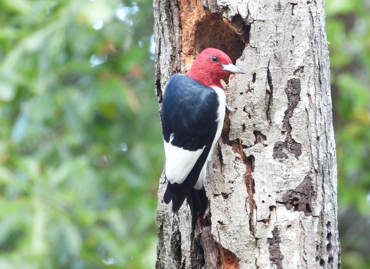 Red-headed Woodpecker - ML645565796