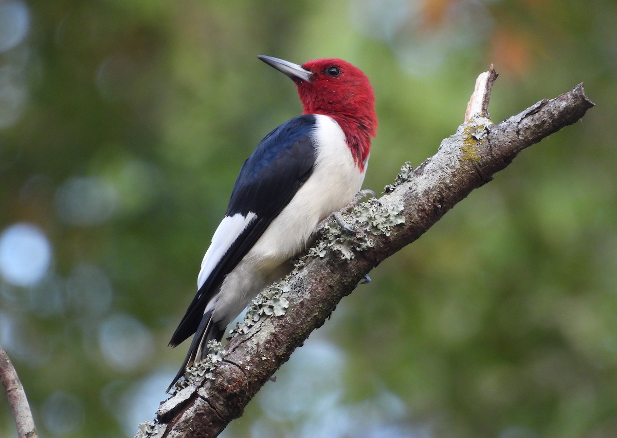 Red-headed Woodpecker - ML645565797