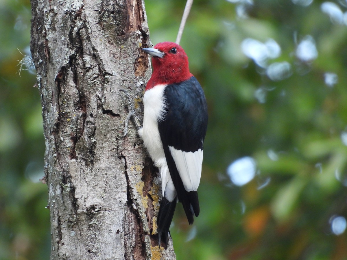 Red-headed Woodpecker - ML645565798