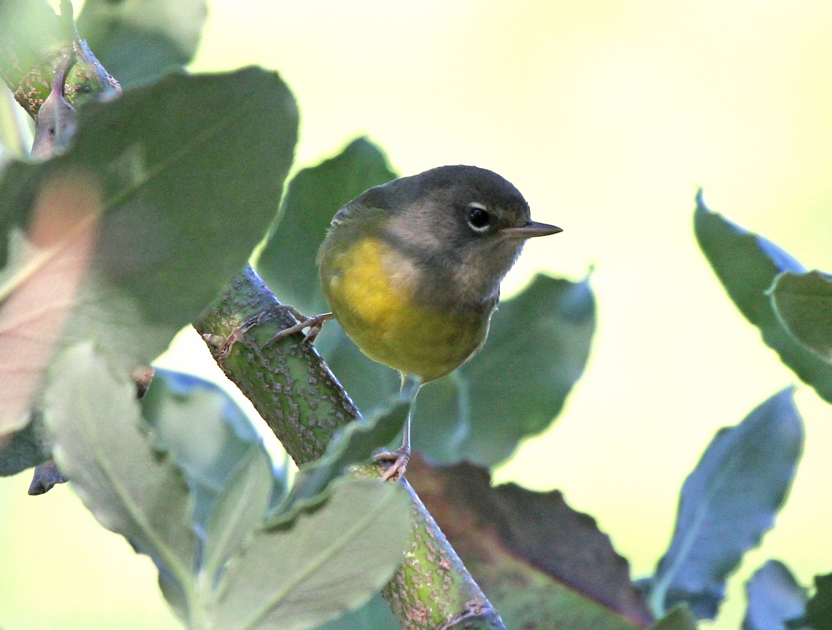 MacGillivray's Warbler - ML645565809