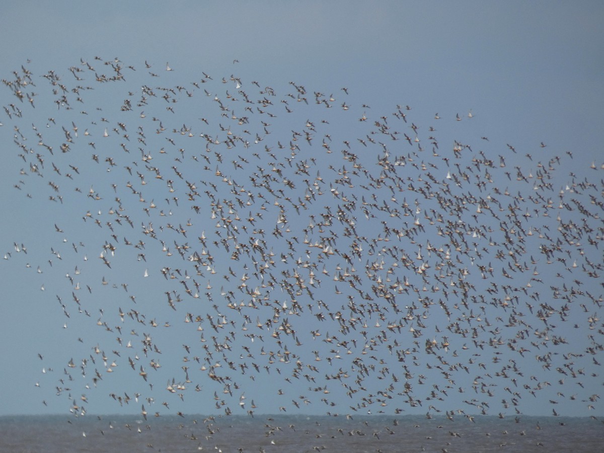 jespák rezavý - ML645565817