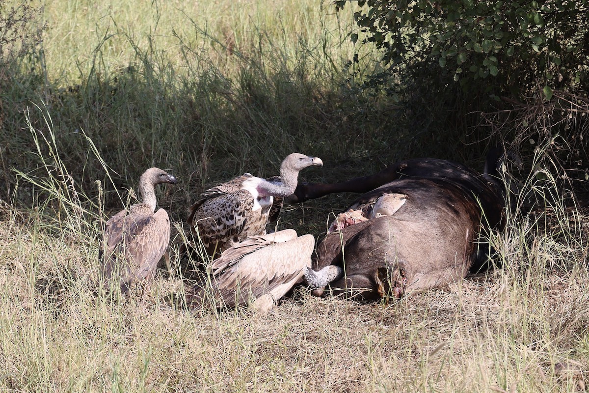 sup krahujový - ML645565822