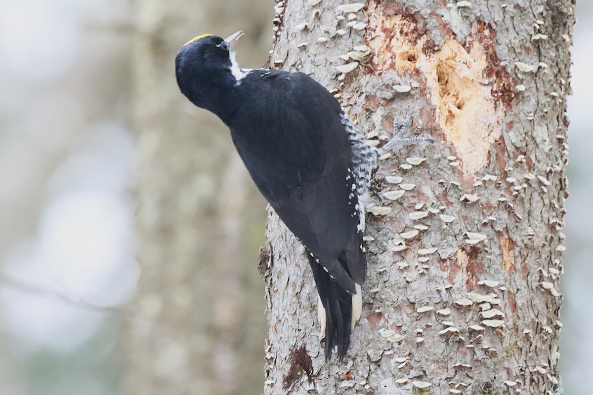 Black-backed Woodpecker - ML645565824