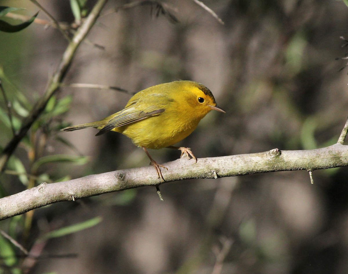 Wilson's Warbler - ML645565827