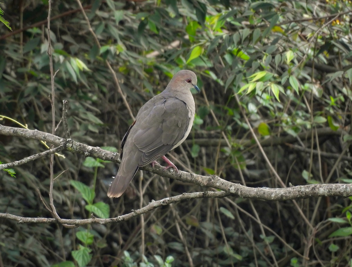 White-tipped Dove - ML645565834