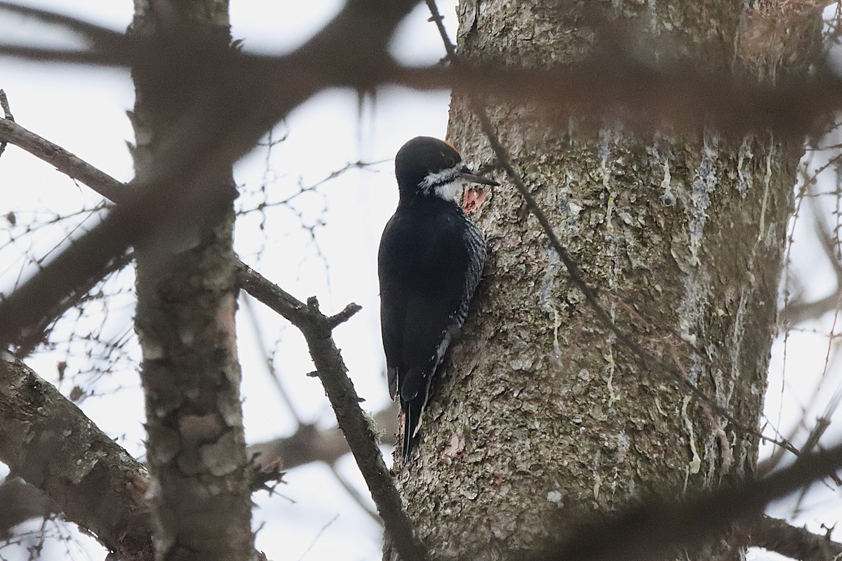 Black-backed Woodpecker - ML645565837