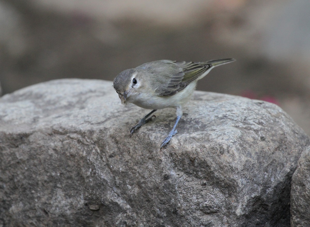 Western Warbling Vireo - ML645565840