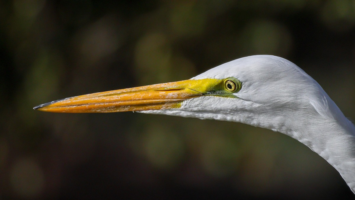 Great Egret - ML645565844