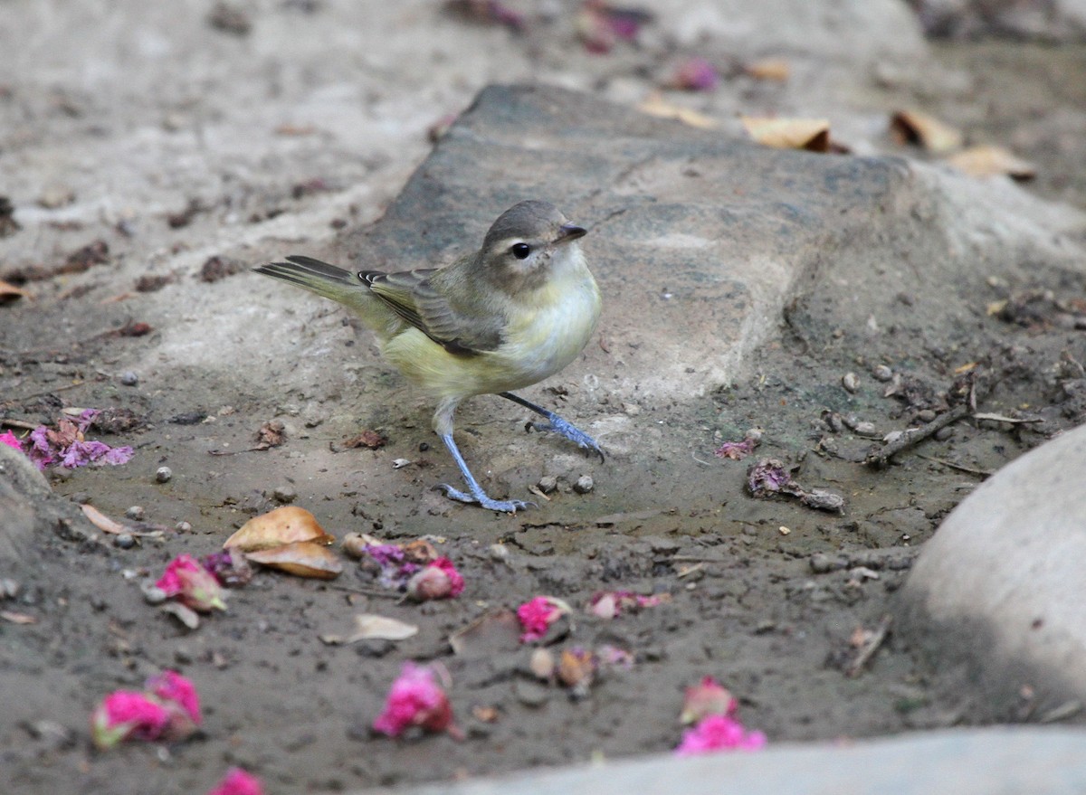 Western Warbling Vireo - ML645565848