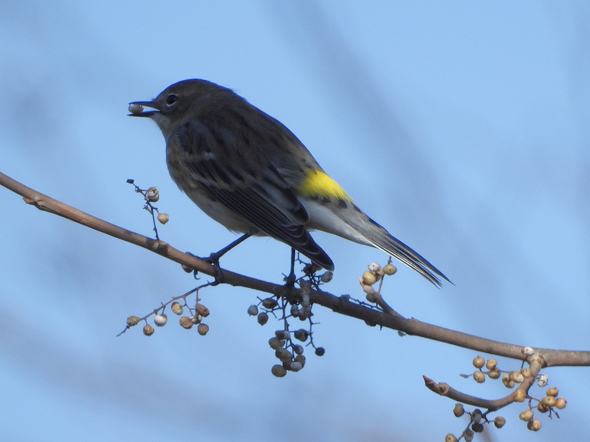 Yellow-rumped Warbler (Myrtle) - ML645565856