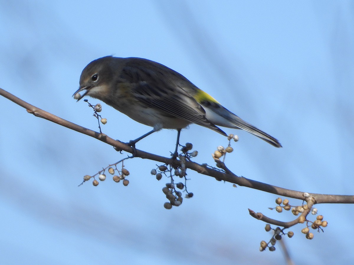Yellow-rumped Warbler (Myrtle) - ML645565857