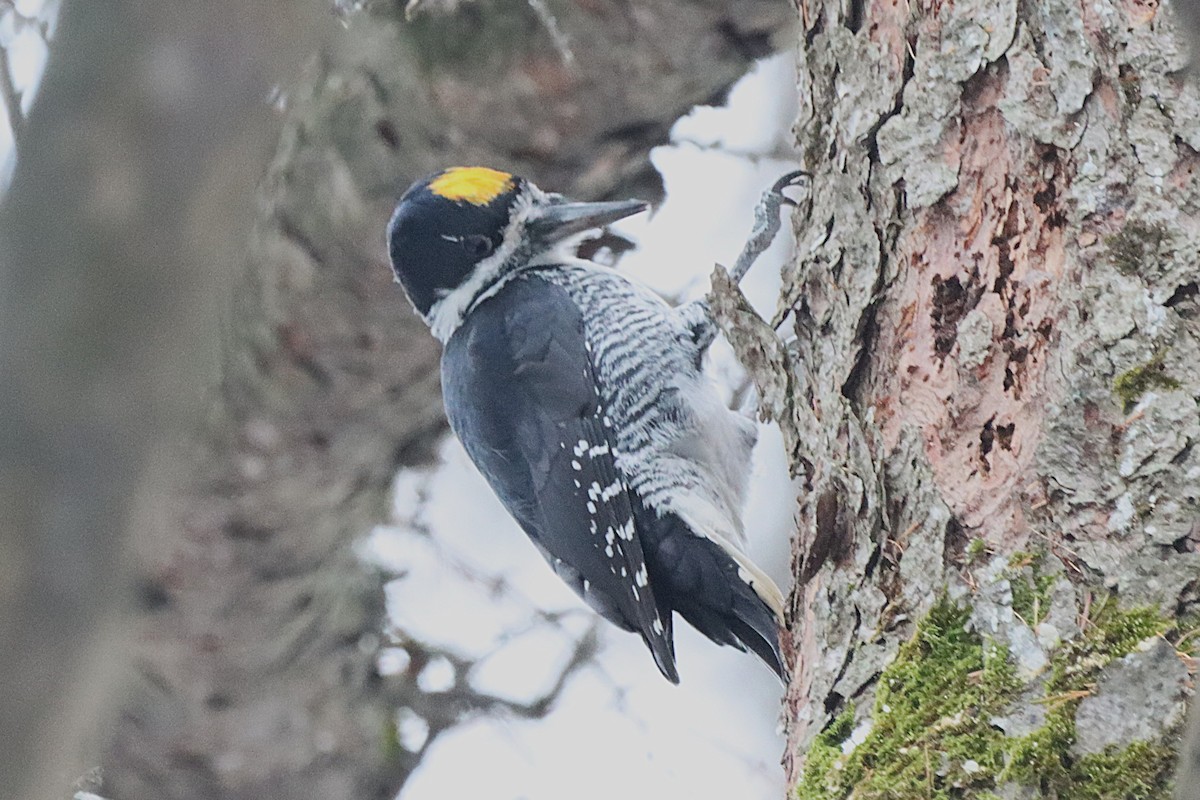 Black-backed Woodpecker - ML645565866