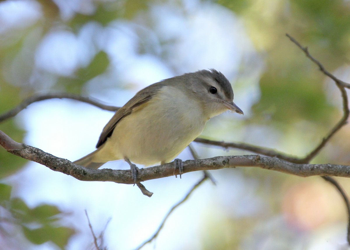 Western Warbling Vireo - ML645565868