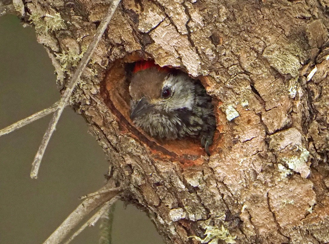 Pito Cardenal - ML645565880