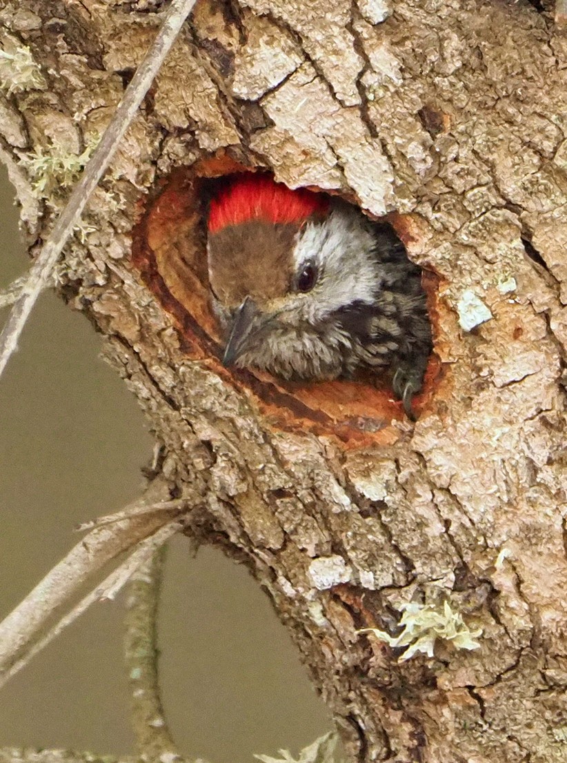 Pito Cardenal - ML645565881