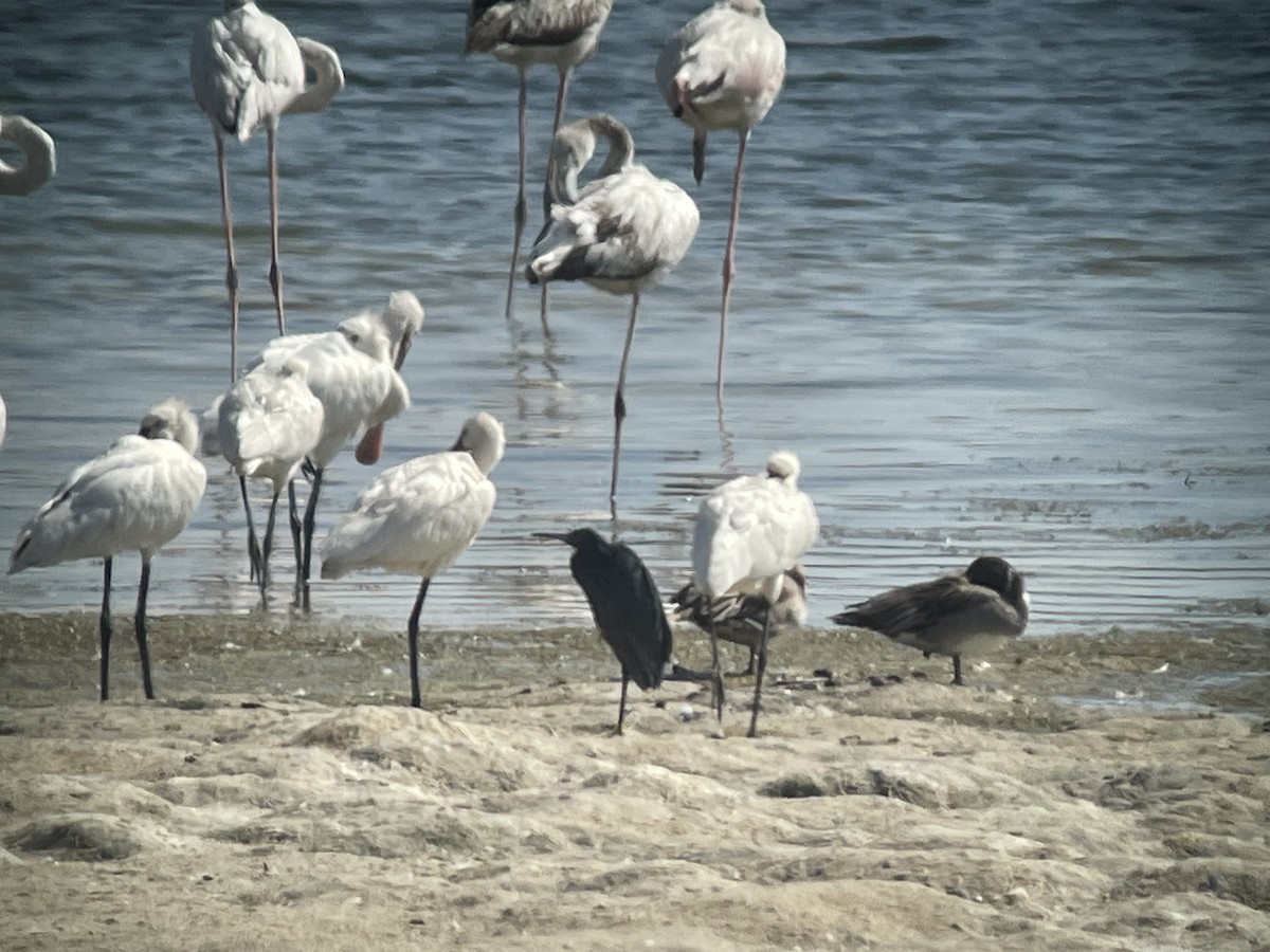 skyggehegre - ML645565888