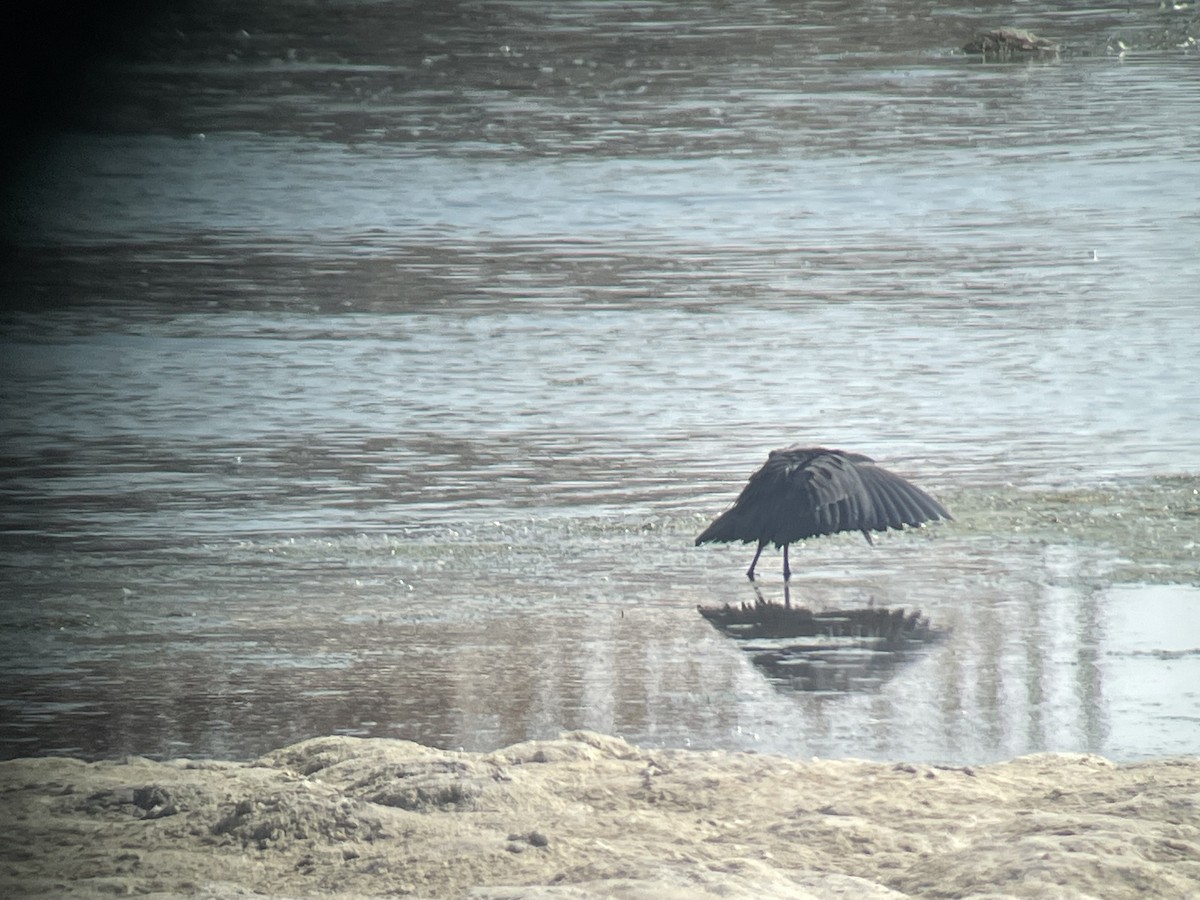 skyggehegre - ML645565889