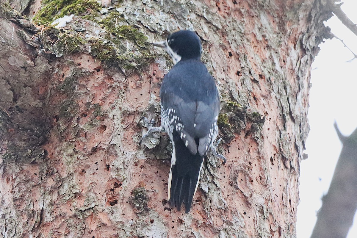 Black-backed Woodpecker - ML645565891