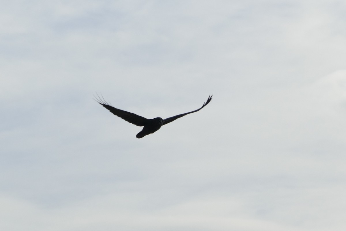 עורב שחור - ML645565894