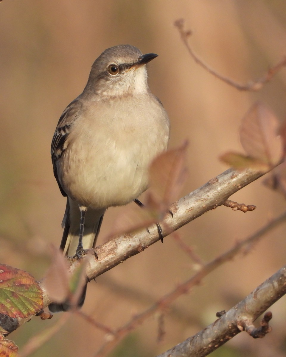 Northern Mockingbird - ML645565898