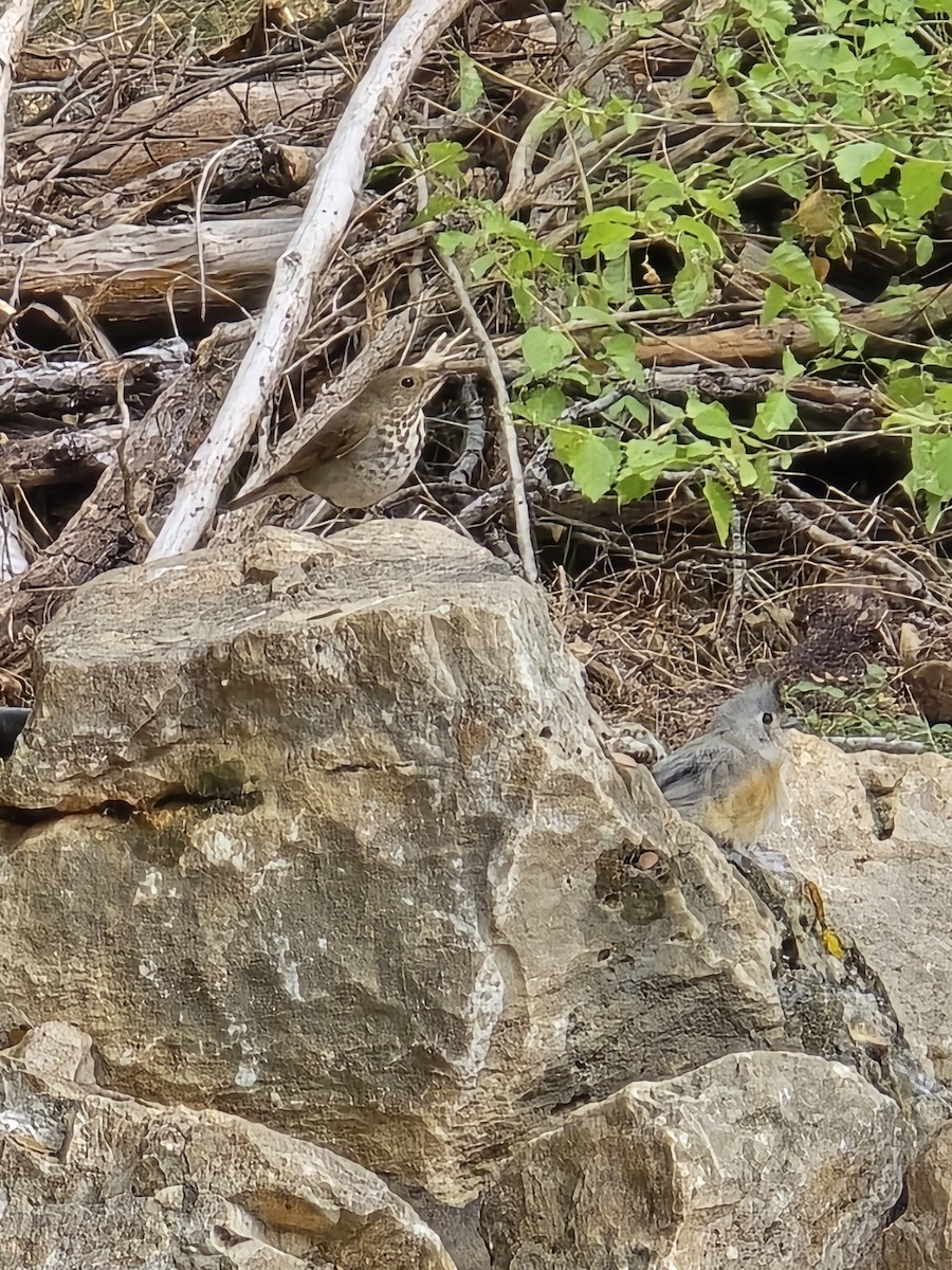 Hermit Thrush - ML645565901