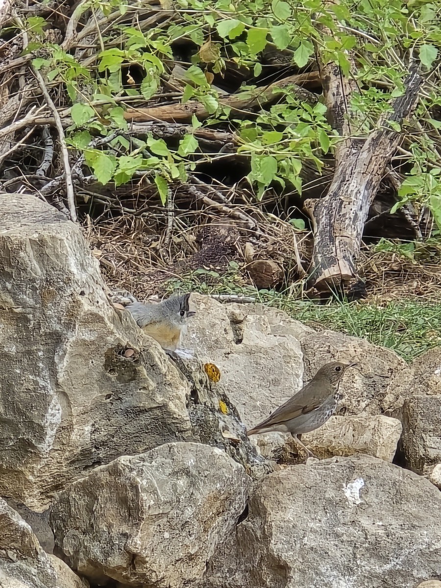 Hermit Thrush - ML645565902