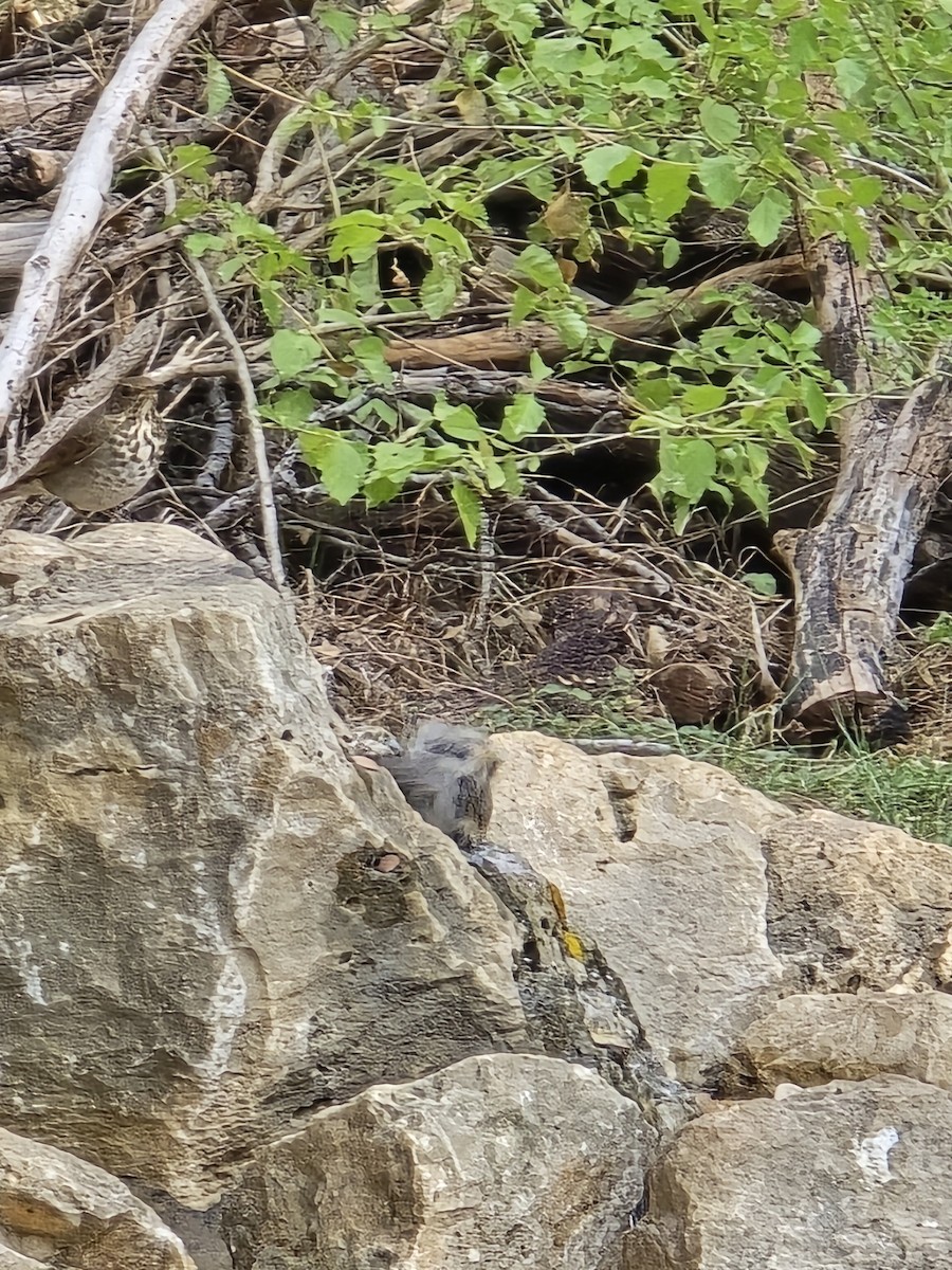 Hermit Thrush - ML645565903