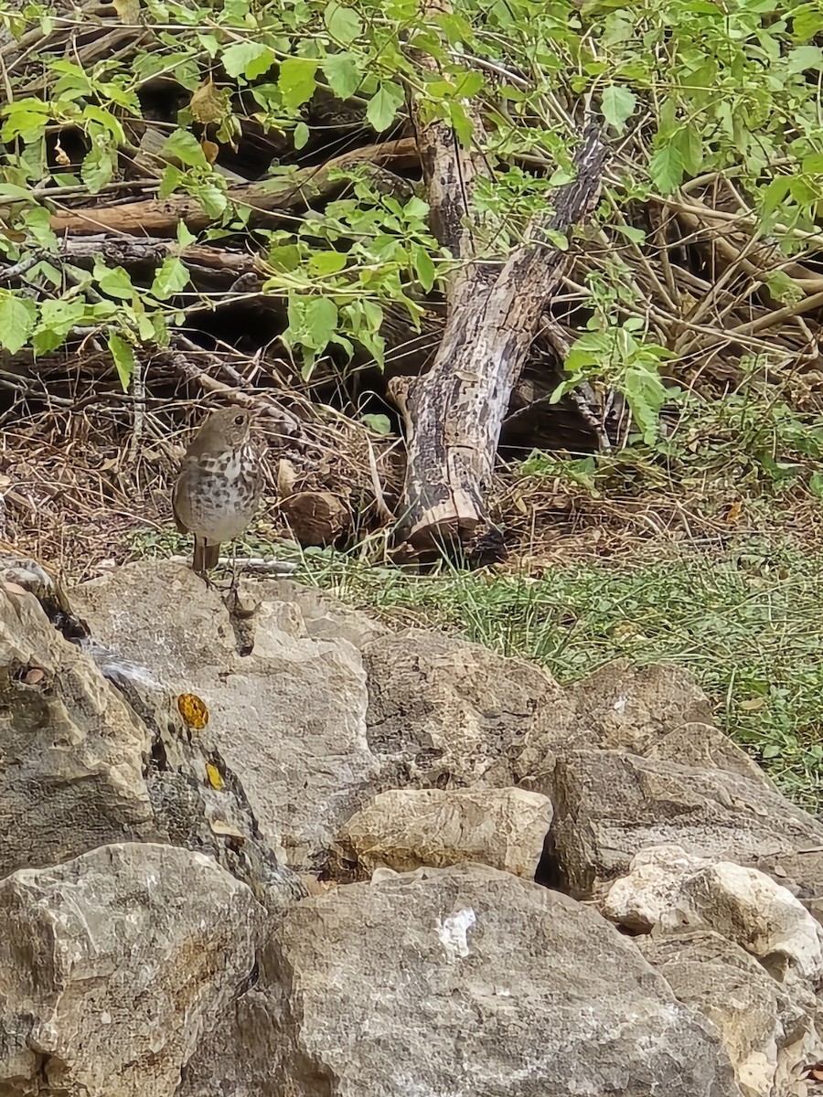 Hermit Thrush - ML645565904