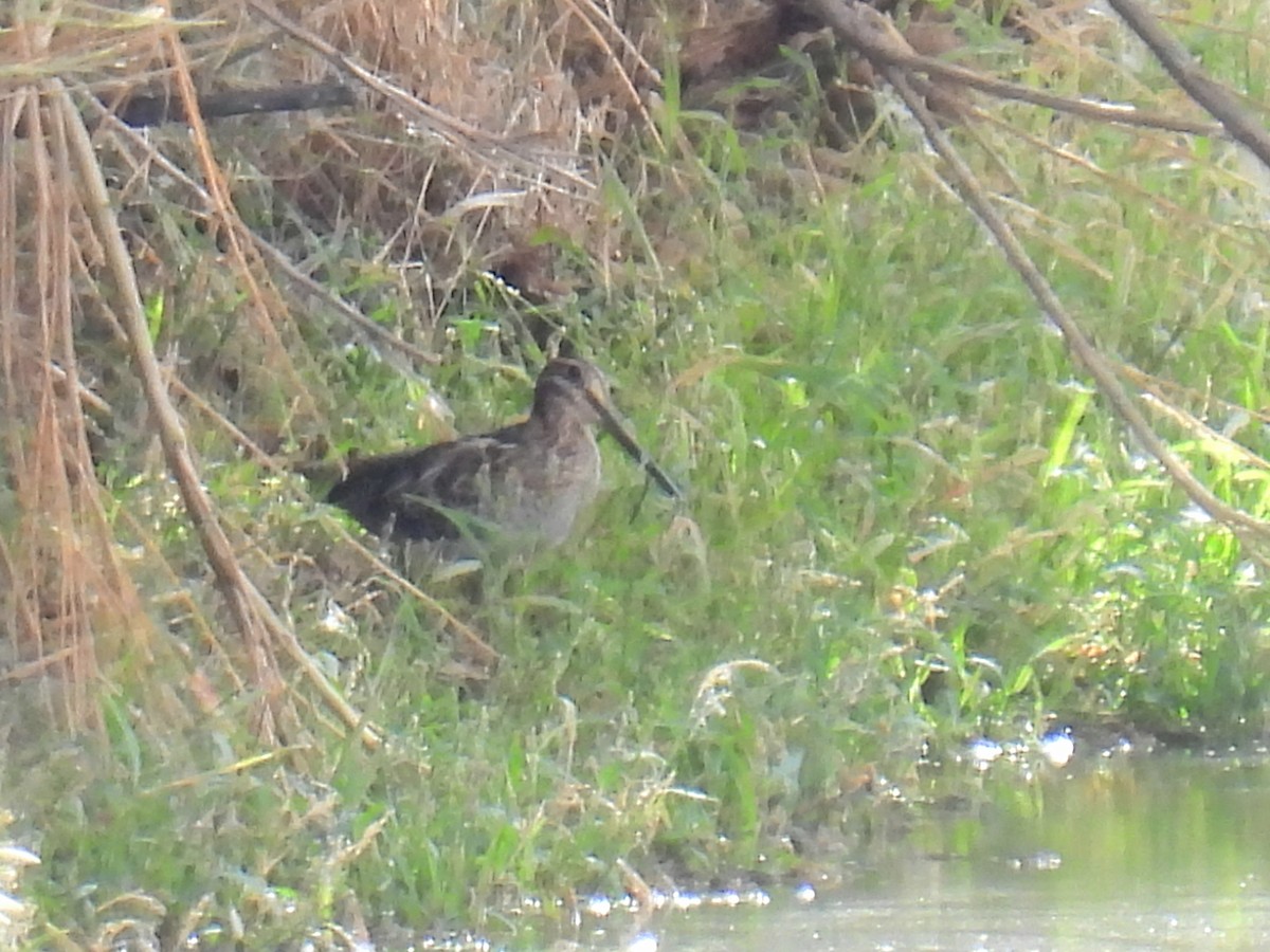 Wilson's Snipe - ML645565909