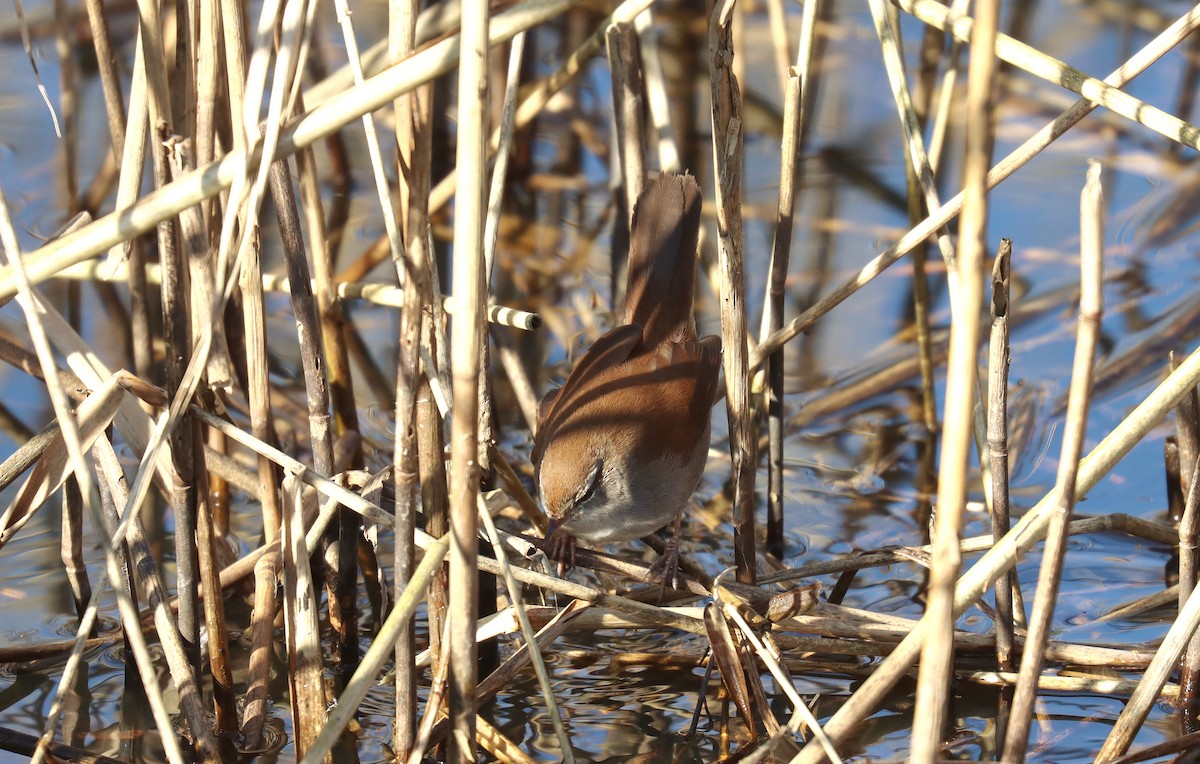 Cetti's Warbler - ML645565919