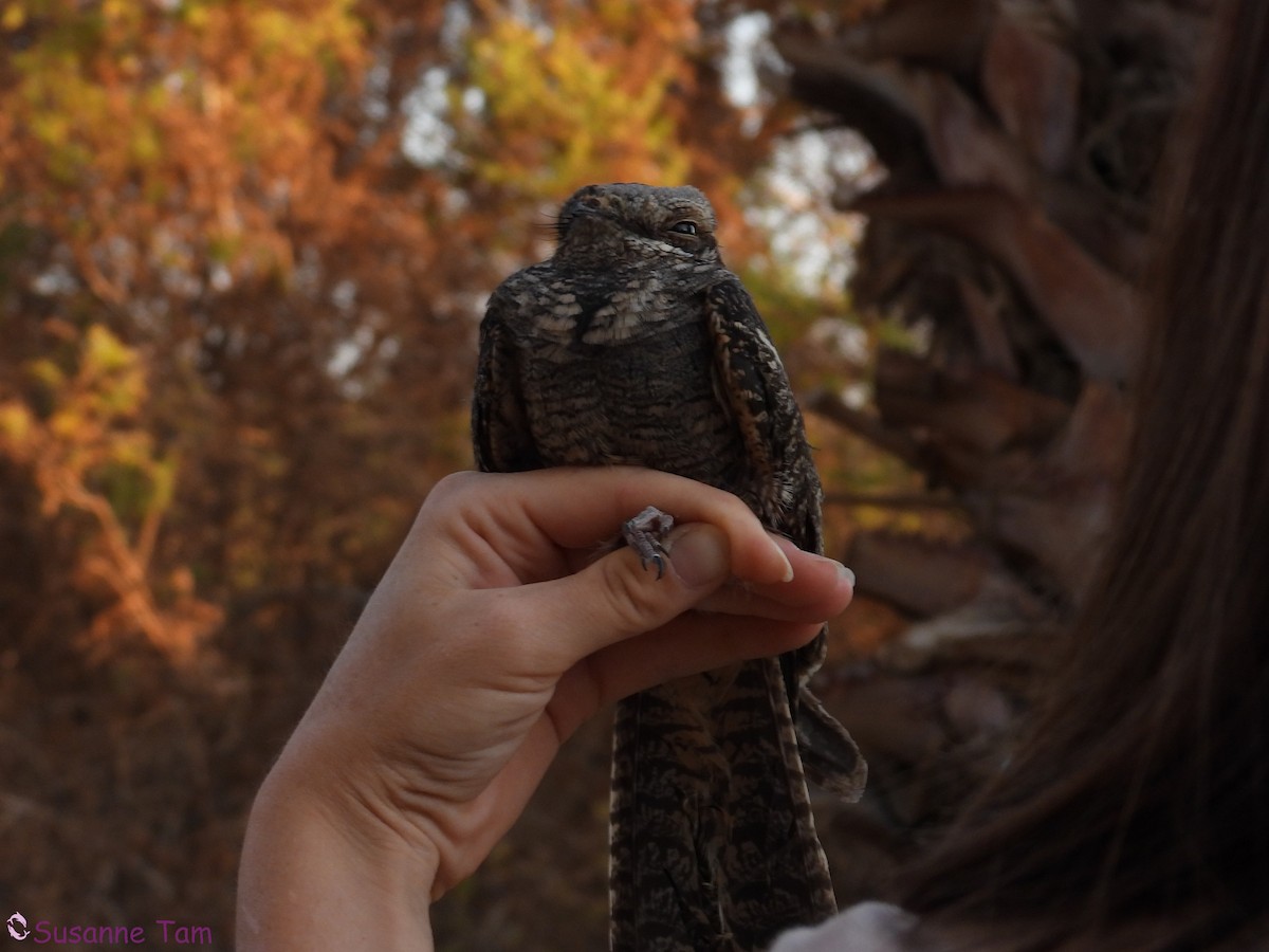 Eurasian Nightjar - ML645565932