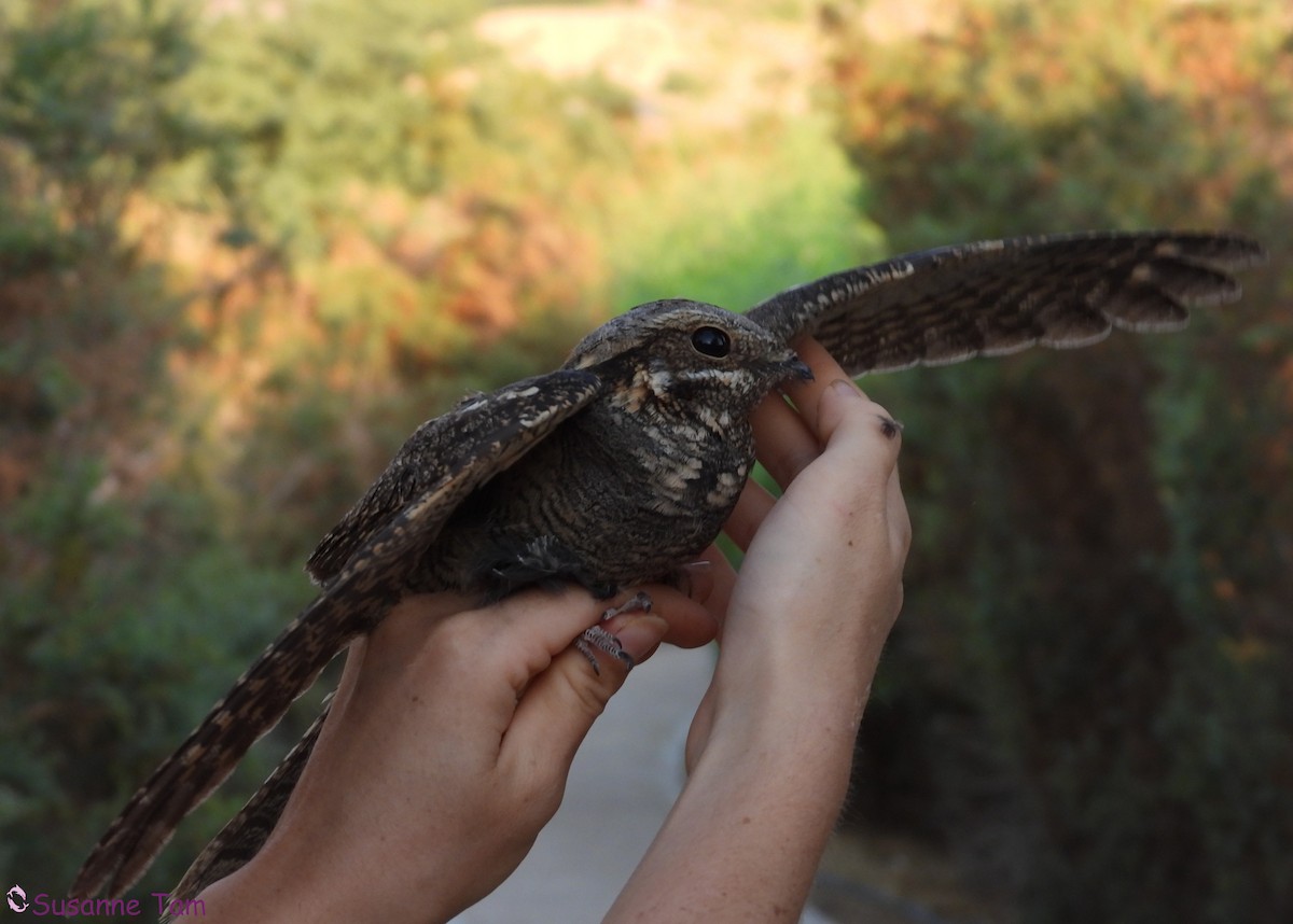 Eurasian Nightjar - ML645565933