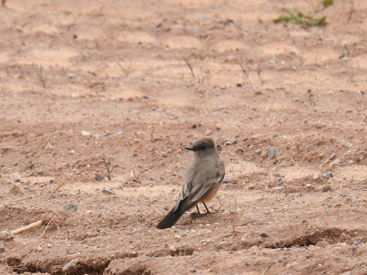 Say's Phoebe - ML645565949