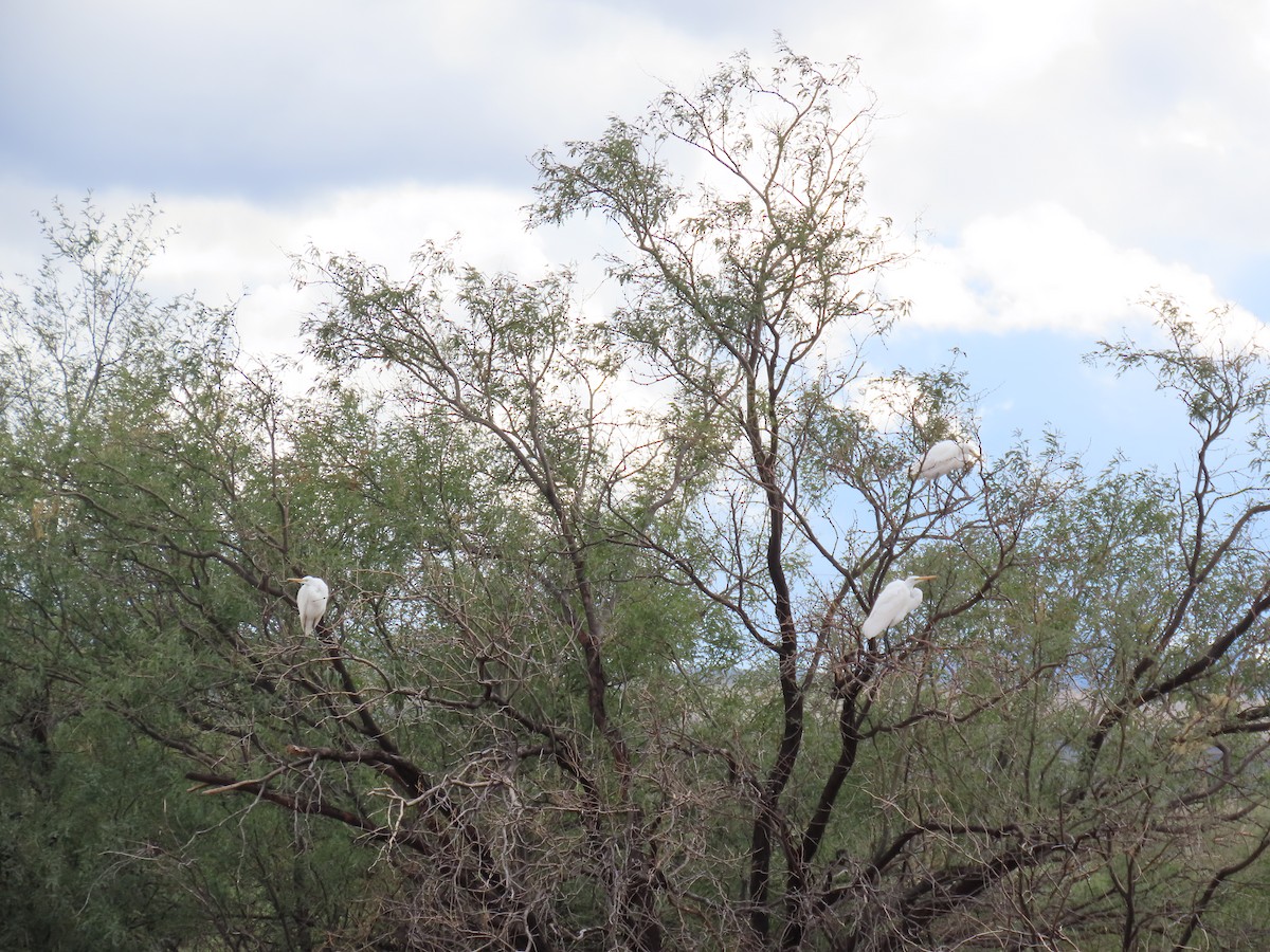 Чапля велика - ML645565950