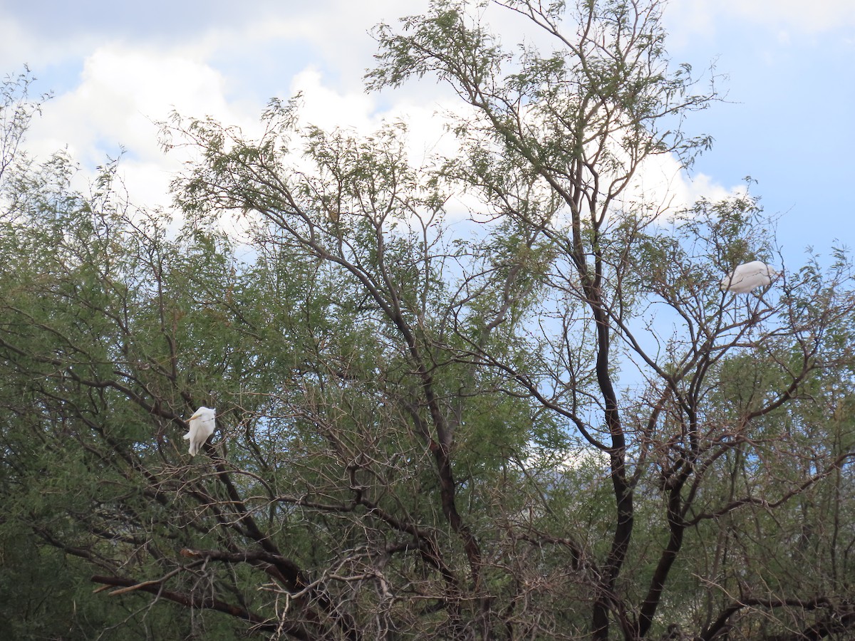 Чапля велика - ML645565951