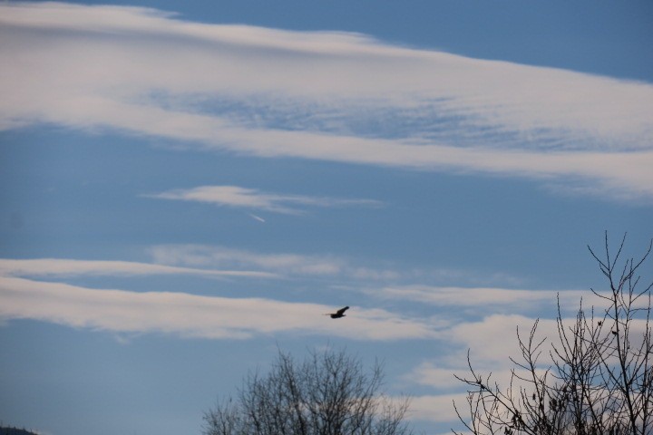Short-eared Owl - ML645565959
