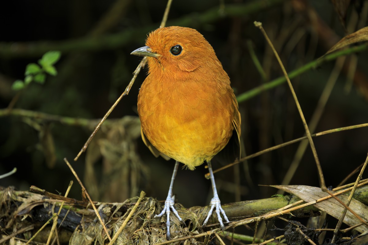 チャミジアリドリ - ML645565960