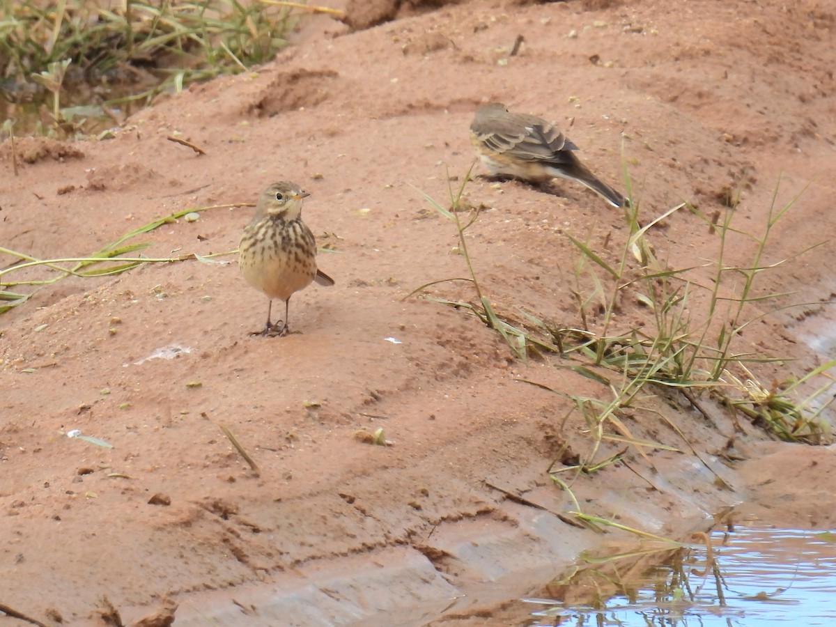 Щеврик американський - ML645565962