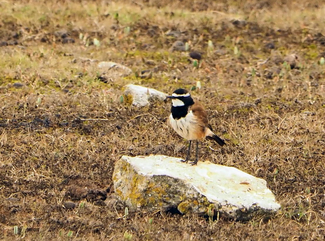 Кам'янка чорнолоба - ML645565964