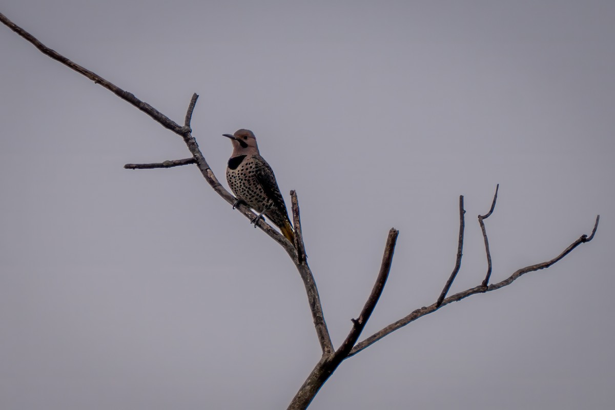 Декол золотистий - ML645565965